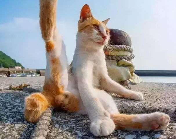 我家猫是个“露蛋狂魔”,现场已经控住不住了··· 我家猫是个“露蛋狂魔”,现场已经控住不住了···