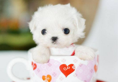 茶杯犬怎么培育出来的