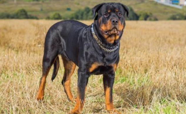 养罗威纳犬犯法吗