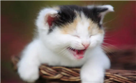 猫大晚上一直叫怎么回事