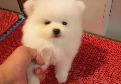 狗狗拉了带血的东西是什么原因造成的