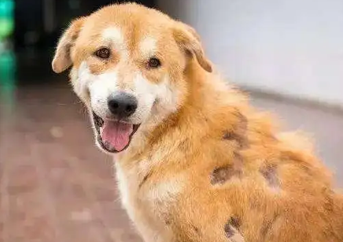 狗狗的皮肤病是怎么引起的