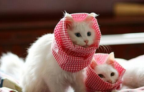 猫咪哺乳期一直拉稀怎么办 猫咪哺乳期一直拉稀怎么办