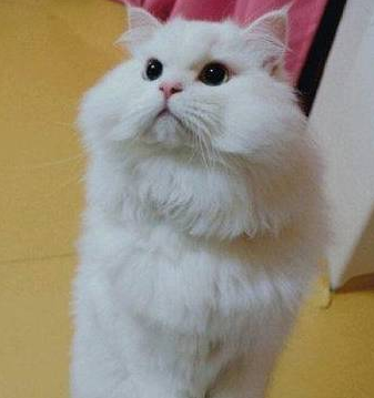 流浪猫遇上一个真正爱它的主人后:原来我也很漂亮,我也会撒娇! 流浪猫遇上一个真正爱它的主人后:原来我也很漂亮,我也会撒娇!