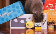 mollybox魔力猫盒为什么火