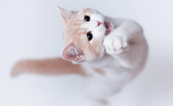 猫猫一天吃多少粮适中