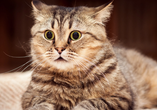 猫拉不出尿怎么解决