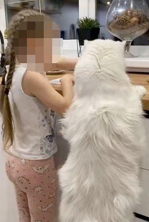 世界上最大的猫，和两岁小孩一样高，威严外表下有颗乖巧的心