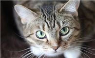 猫可以两三天洗一次澡吗