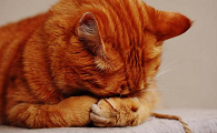 猫咪胆子太小怎么办