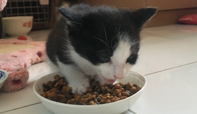 小猫拉稀是什么原因造成的