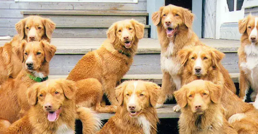 新斯科舍猎鸭犬:表情这么“委屈”,狩猎却是一把好手! 新斯科舍猎鸭犬:表情这么“委屈”,狩猎却是一把好手!