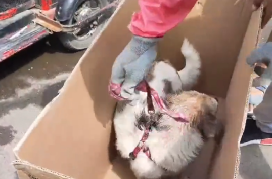 虽遇好心人,可它还是面目全非,网友:治好后,它也会是漂亮柯基 虽遇好心人,可它还是面目全非,网友:治好后,它也会是漂亮柯基