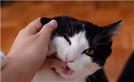 自家养的猫咪不打疫苗可以吗