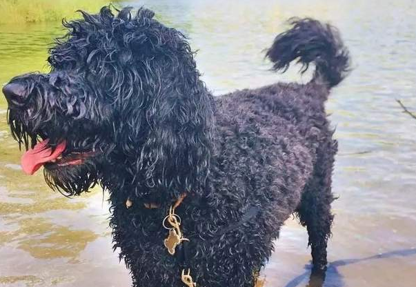 12种超稀有的狗狗品种,格陵兰犬名列其中! 12种超稀有的狗狗品种,格陵兰犬名列其中!