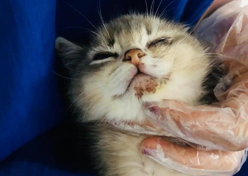 小猫可以吃伊曲康唑吗