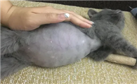 猫腹水打441要打多久才能治愈