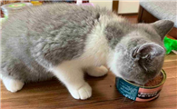 猫咪长胖发腮吃什么最好