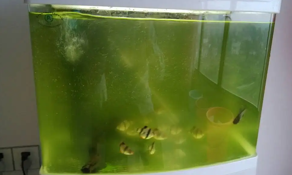 鱼缸水发黄的解决办法 鱼缸水发黄的解决办法