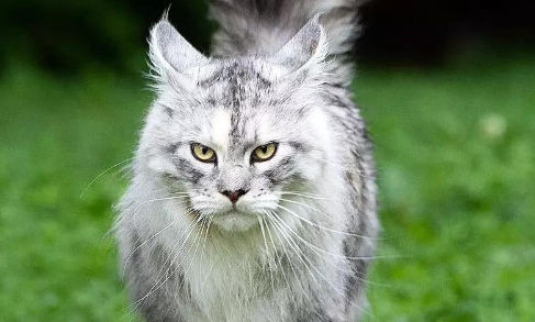 缅因猫智商相当于几岁