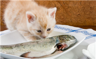 猫食物过敏了能自愈吗会传染吗