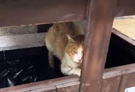 暴雨下1只流浪猫缩在垃圾桶里,眼神早已没了光:能活着就不错了 暴雨下1只流浪猫缩在垃圾桶里,眼神早已没了光:能活着就不错了