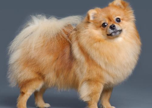 如何训练博美幼犬在固定地点大小便 如何训练博美幼犬在固定地点大小便