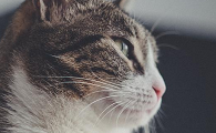 小猫打完疫苗体温偏高正常吗