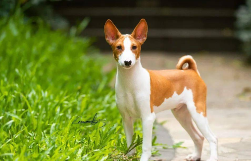 “暖男”贝生吉犬闪亮登场，相信没有一位铲屎官能够拒绝！