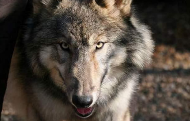 捷克狼犬会保护主人吗