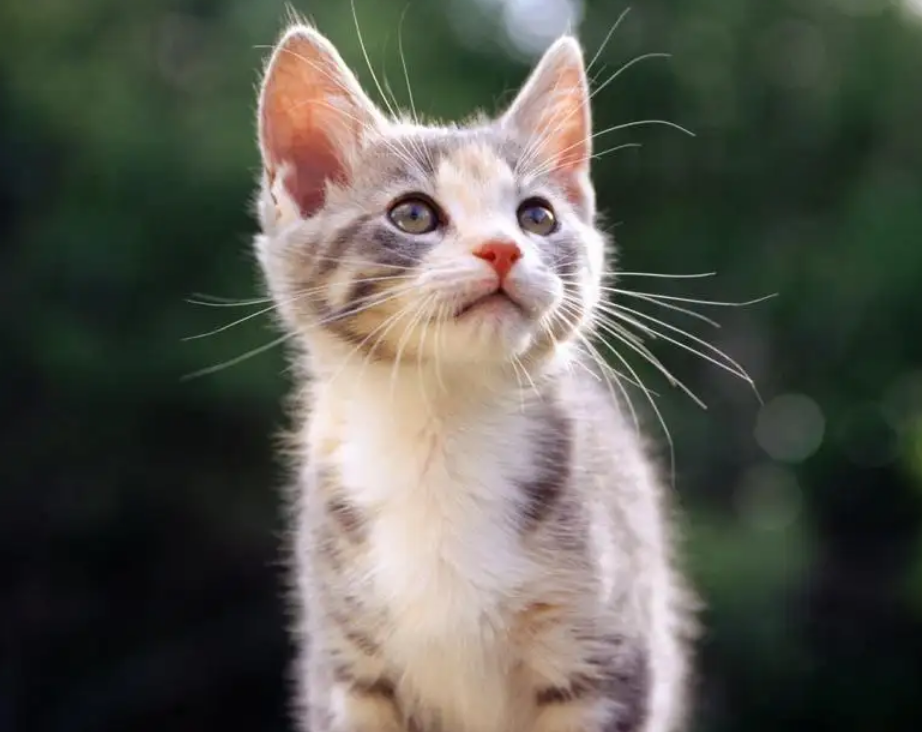 小猫被压吐血了还能活吗 小猫被压吐血了还能活吗