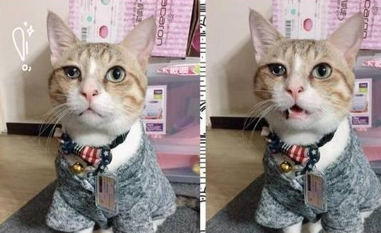 喵鸣科技 “野猫从不说的‘啾~~’,竟是驯化人类的终极骗局?!”