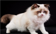猫能喝新鲜椰子水吗