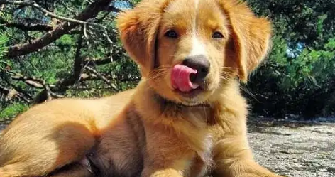 新斯科舍猎鸭犬:表情这么“委屈”,狩猎却是一把好手! 新斯科舍猎鸭犬:表情这么“委屈”,狩猎却是一把好手!