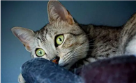埃及猫象征什么