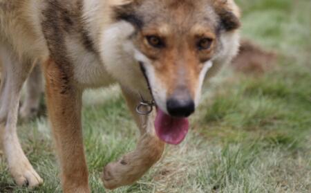 捷克狼犬在中国哪些地方可以养 捷克狼犬在中国哪些地方可以养