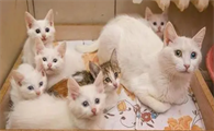 猫在生的时候能不能看着他