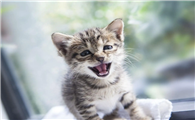 两周小奶猫身上有跳蚤怎么办