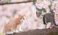 猫总打喷嚏是什么意思