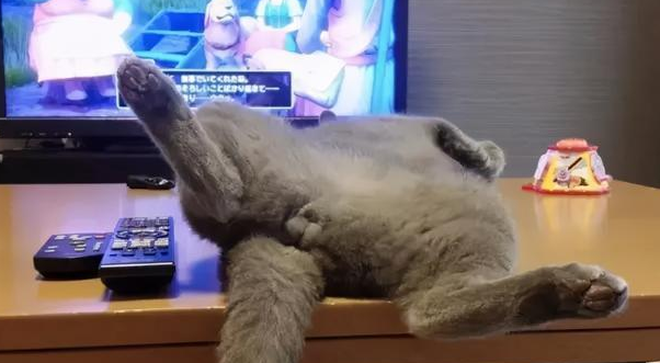 我家猫是个“露蛋狂魔”,现场已经控住不住了··· 我家猫是个“露蛋狂魔”,现场已经控住不住了···