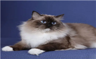 重点色布偶猫多少钱一只