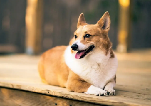 狗狗吹空调在多少度合适