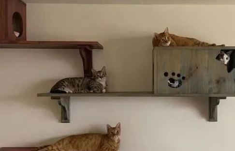 从小被5只猫带大的金毛,明明它家里地位最低,却总鄙视主人 从小被5只猫带大的金毛,明明它家里地位最低,却总鄙视主人