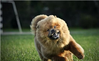 为什么松狮犬很少人养