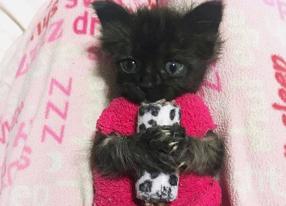 流浪猫得了猫艾滋而被送走,小猫吵着找妈妈,女孩的办法太贴心了 流浪猫得了猫艾滋而被送走,小猫吵着找妈妈,女孩的办法太贴心了