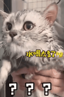 猫咪游泳被吓尿,你却还在哈哈笑? 猫咪游泳被吓尿,你却还在哈哈笑?