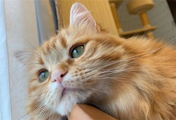 猫眼皮上的猫癣怎么处理干净