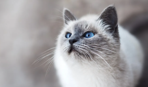 宠物托运一只猫多少钱