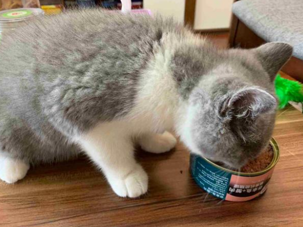 猫咪长胖发腮吃什么最好