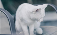 猫拉黄水是猫瘟吗怎么办